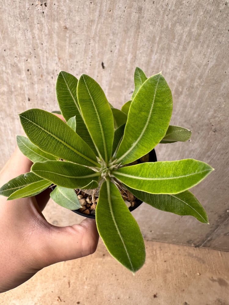 【現品限り】パキポディウム・エニグマチカム【B58】 Pachypodium enigmaticum