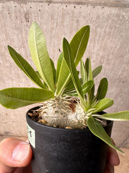 【現品限り】パキポディウム・エニグマチカム【B58】 Pachypodium enigmaticum