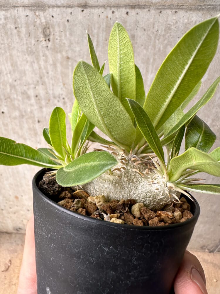 現品限り】パキポディウム・エニグマチカム【B58】 Pachypodium