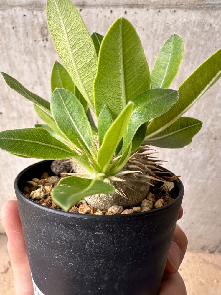 現品限り】パキポディウム・エニグマチカム【B58】 Pachypodium