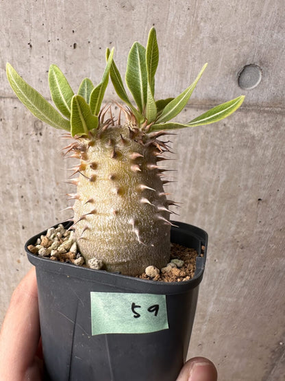 【現品限り】パキポディウム・デンシフローラム【B59】 Pachypodium densiflorum