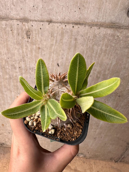 【現品限り】パキポディウム・デンシフローラム【B59】 Pachypodium densiflorum