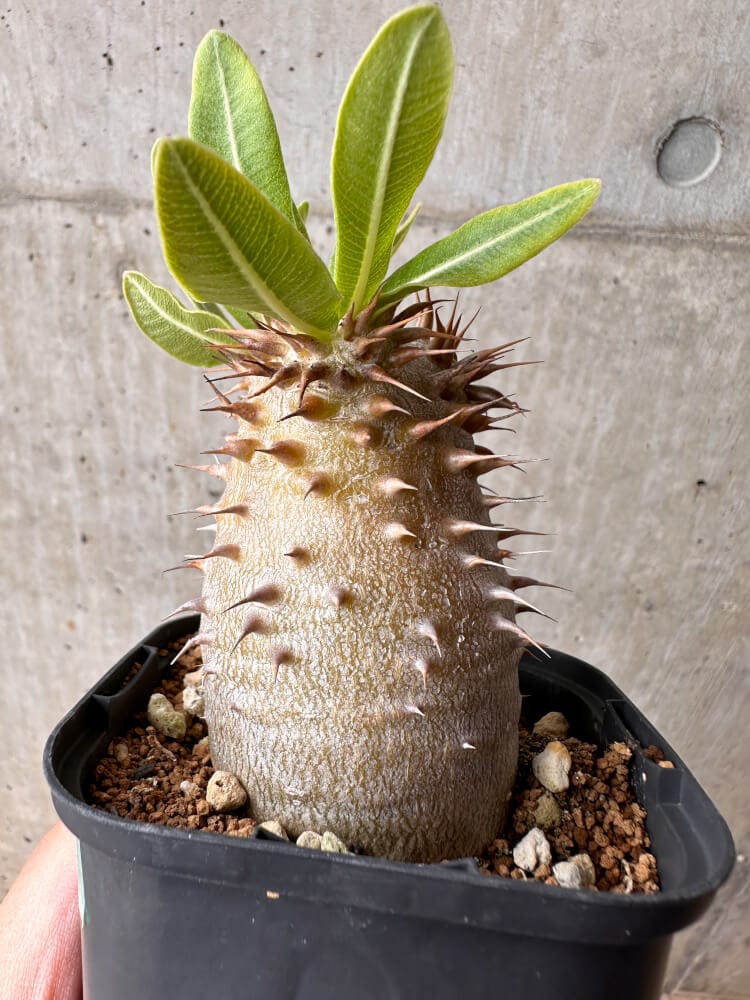 【現品限り】パキポディウム・デンシフローラム【B59】 Pachypodium densiflorum