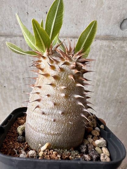 【現品限り】パキポディウム・デンシフローラム【B59】 Pachypodium densiflorum