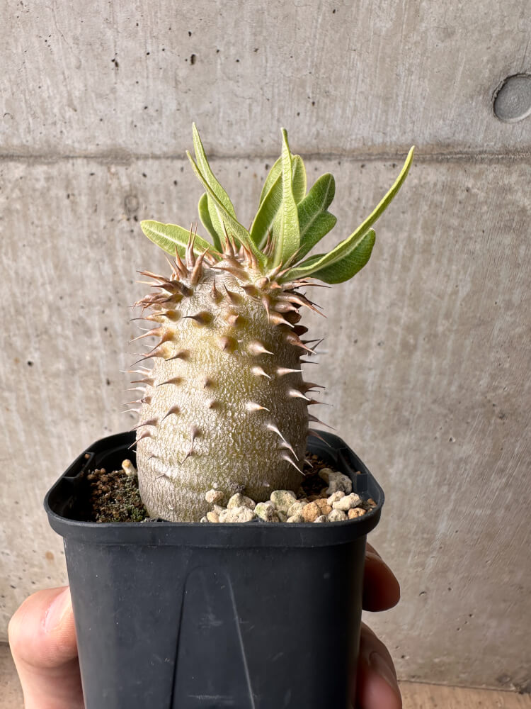 【現品限り】パキポディウム・デンシフローラム【B59】 Pachypodium densiflorum