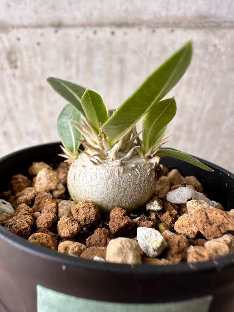 【現品限り】パキポディウム・エニグマチカム【B5】 Pachypodium enigmaticum
