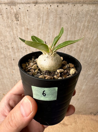 【現品限り】パキポディウム・エニグマチカム【B6】 Pachypodium enigmaticum