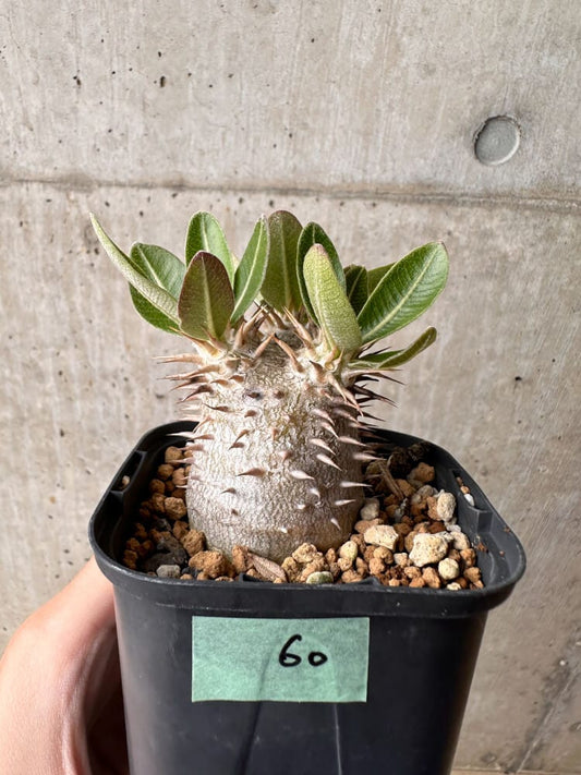 【現品限り】パキポディウム・デンシフローラム【B60】 Pachypodium densiflorum