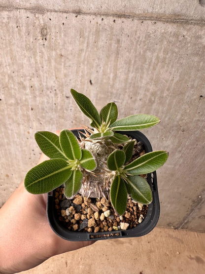 【現品限り】パキポディウム・デンシフローラム【B60】 Pachypodium densiflorum