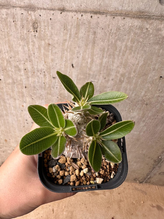 【現品限り】パキポディウム・デンシフローラム【B60】 Pachypodium densiflorum