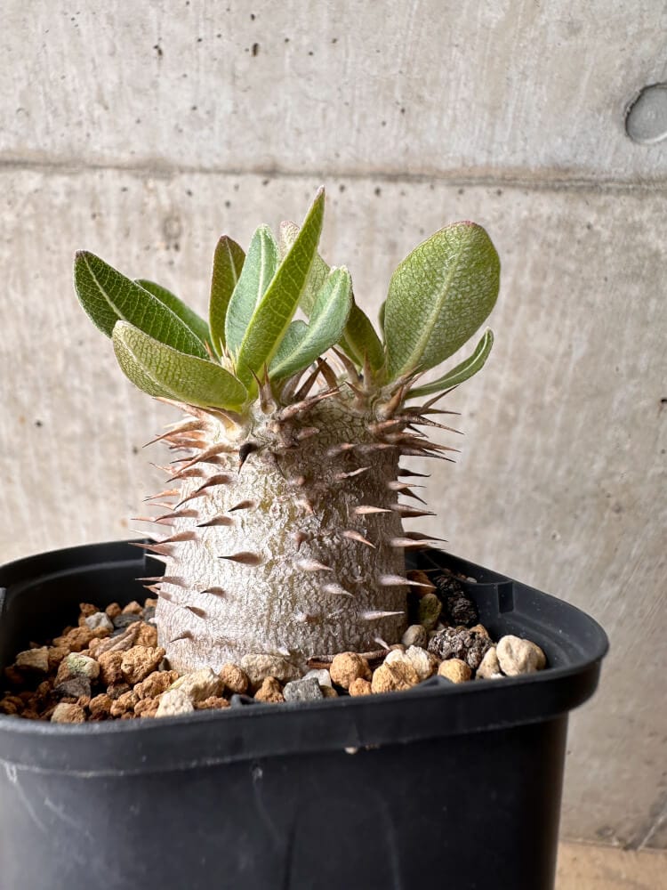 【現品限り】パキポディウム・デンシフローラム【B60】 Pachypodium densiflorum