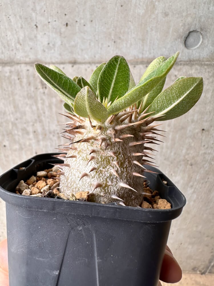 【現品限り】パキポディウム・デンシフローラム【B60】 Pachypodium densiflorum