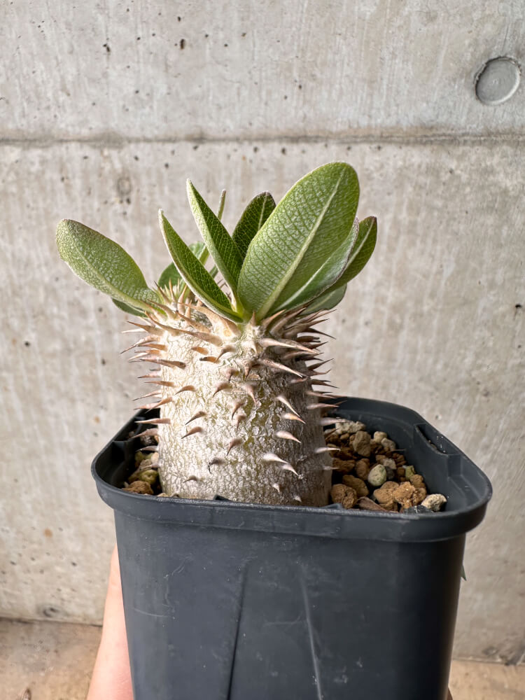 現品限り】パキポディウム・デンシフローラム【B60】 Pachypodium