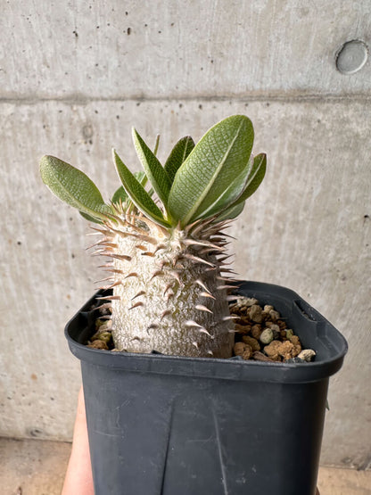 【現品限り】パキポディウム・デンシフローラム【B60】 Pachypodium densiflorum