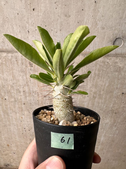 【現品限り】パキポディウム・サンデルシー 白馬城【B61】 Pachypodium saundersii