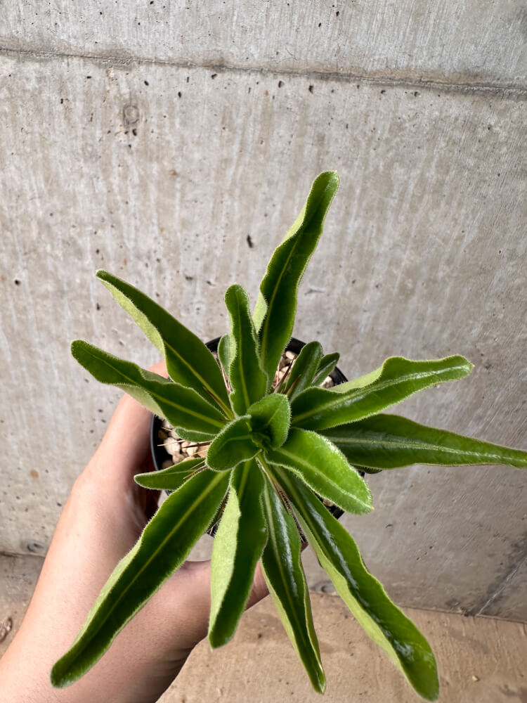 【現品限り】パキポディウム・サンデルシー 白馬城【B61】 Pachypodium saundersii