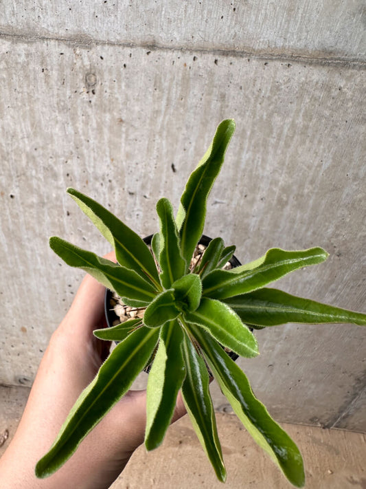【現品限り】パキポディウム・サンデルシー 白馬城【B61】 Pachypodium saundersii