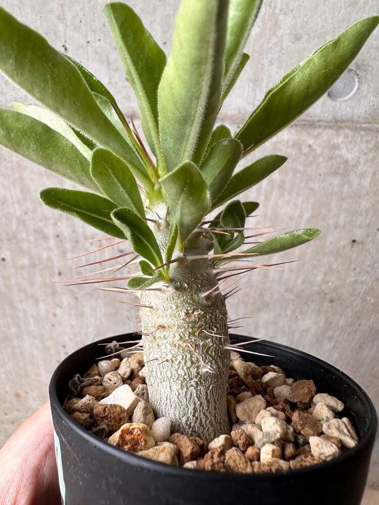 【現品限り】パキポディウム・サンデルシー 白馬城【B61】 Pachypodium saundersii