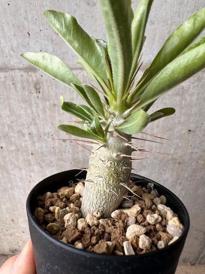 【現品限り】パキポディウム・サンデルシー 白馬城【B61】 Pachypodium saundersii