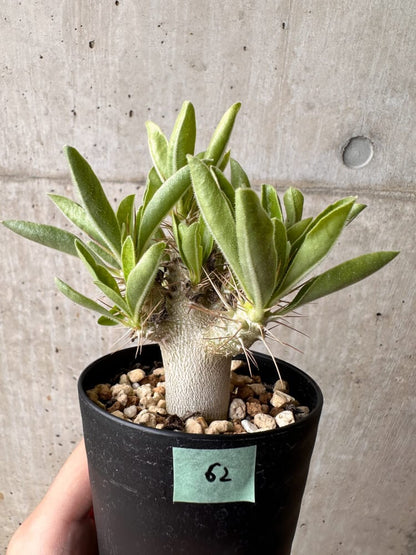 【現品限り】パキポディウム・サンデルシー 白馬城【B62】 Pachypodium saundersii