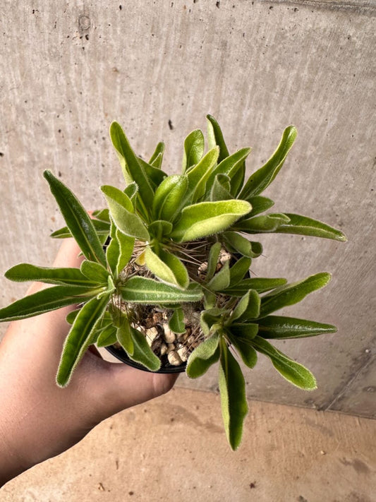 【現品限り】パキポディウム・サンデルシー 白馬城【B62】 Pachypodium saundersii