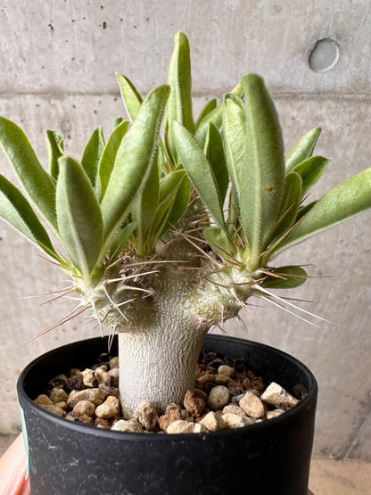 【現品限り】パキポディウム・サンデルシー 白馬城【B62】 Pachypodium saundersii