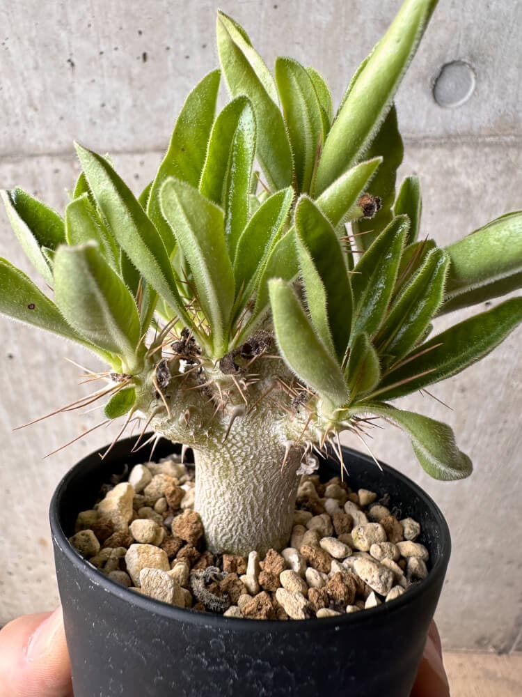【現品限り】パキポディウム・サンデルシー 白馬城【B62】 Pachypodium saundersii