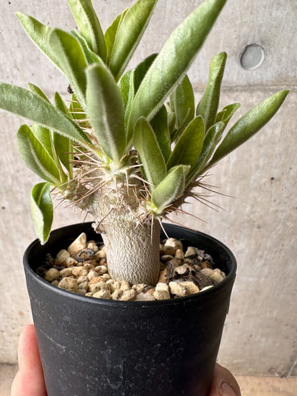 【現品限り】パキポディウム・サンデルシー 白馬城【B62】 Pachypodium saundersii