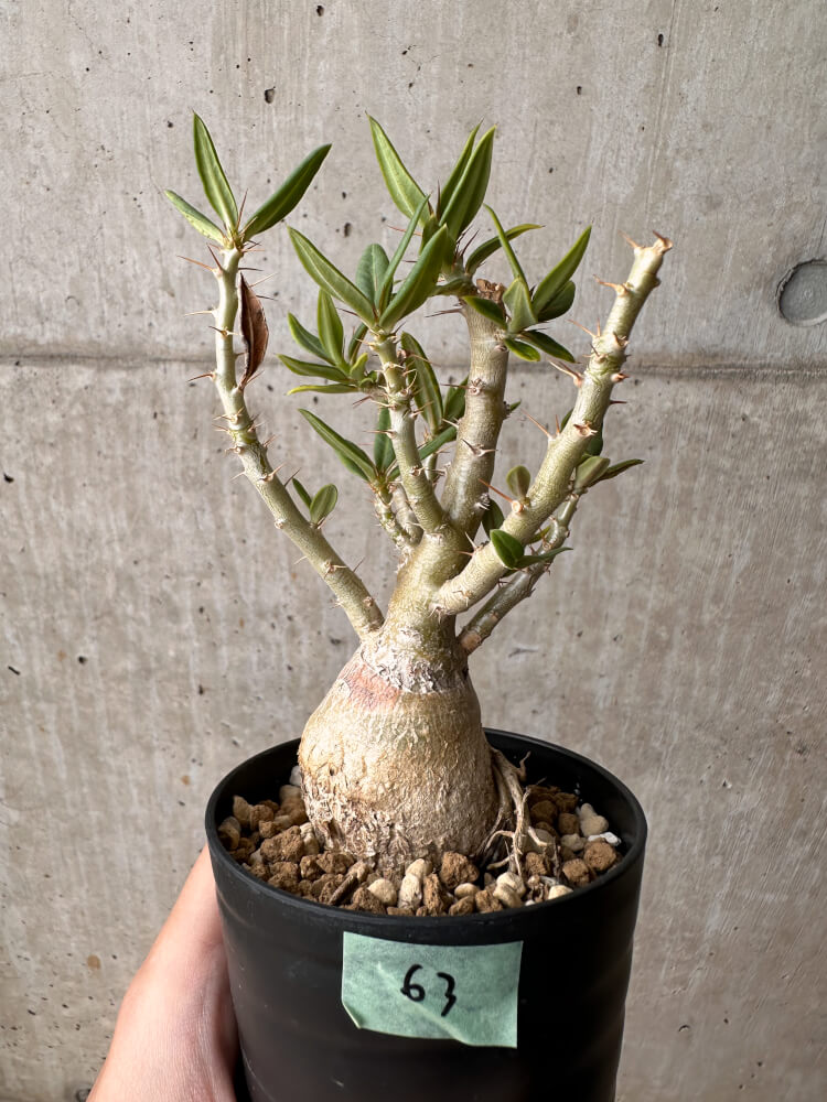【現品限り】パキポディウム・ビスピノーサム【B63】 Pachypodium bispinosum