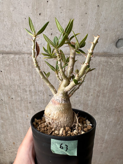 【現品限り】パキポディウム・ビスピノーサム【B63】 Pachypodium bispinosum