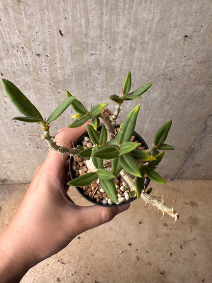 【現品限り】パキポディウム・ビスピノーサム【B63】 Pachypodium bispinosum