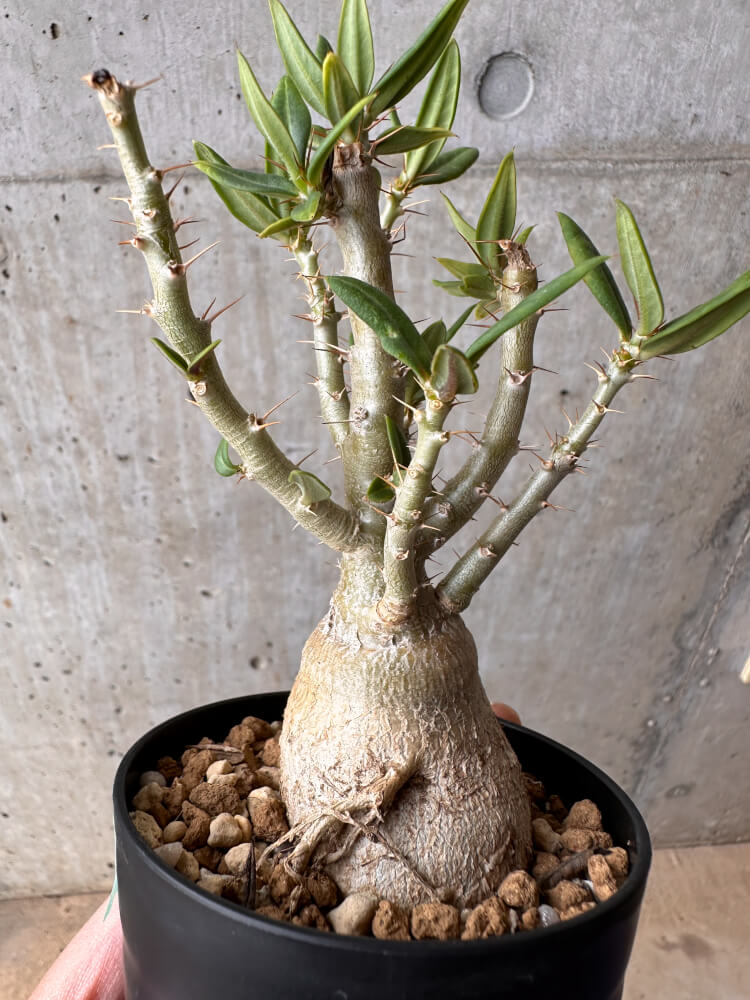 【現品限り】パキポディウム・ビスピノーサム【B63】 Pachypodium bispinosum