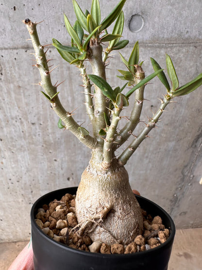 【現品限り】パキポディウム・ビスピノーサム【B63】 Pachypodium bispinosum