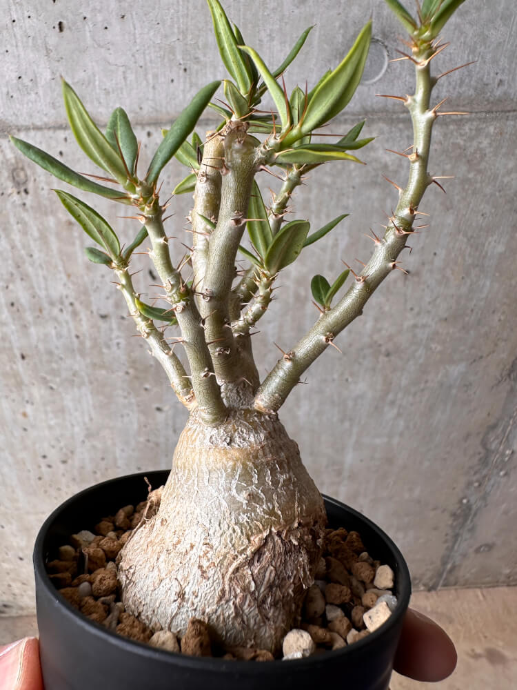 【現品限り】パキポディウム・ビスピノーサム【B63】 Pachypodium bispinosum