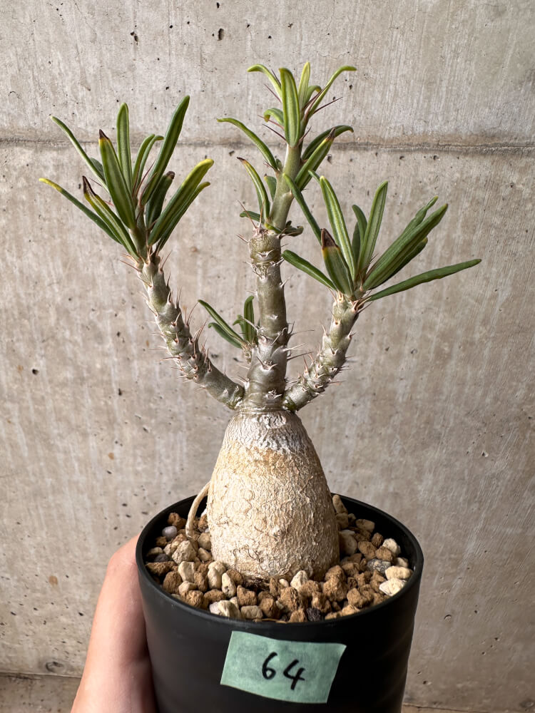 【現品限り】パキポディウム・ビスピノーサム【B64】 Pachypodium bispinosum
