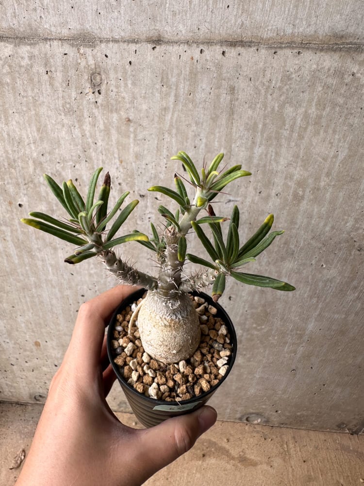 【現品限り】パキポディウム・ビスピノーサム【B64】 Pachypodium bispinosum
