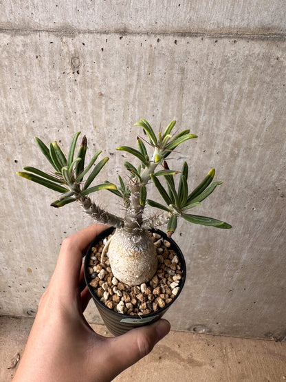 【現品限り】パキポディウム・ビスピノーサム【B64】 Pachypodium bispinosum
