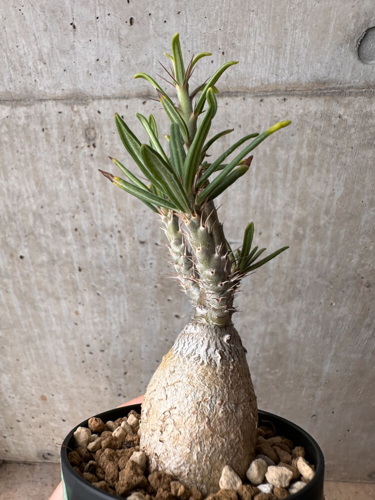 【現品限り】パキポディウム・ビスピノーサム【B64】 Pachypodium bispinosum