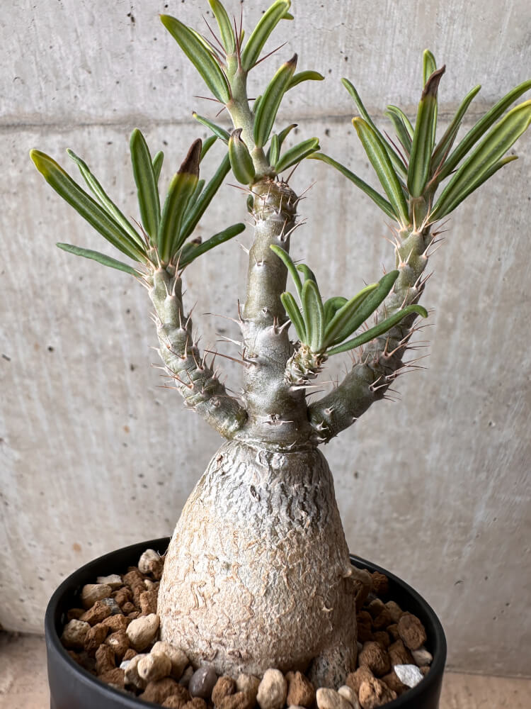 【現品限り】パキポディウム・ビスピノーサム【B64】 Pachypodium bispinosum