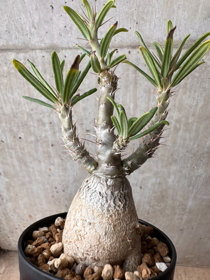 【現品限り】パキポディウム・ビスピノーサム【B64】 Pachypodium bispinosum