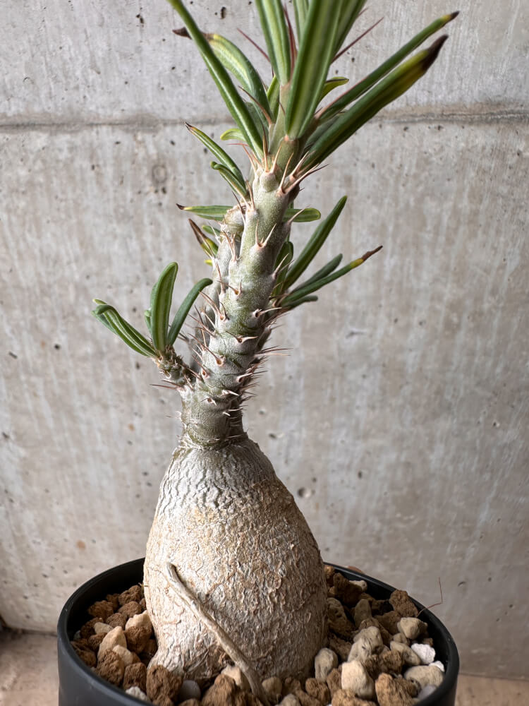 【現品限り】パキポディウム・ビスピノーサム【B64】 Pachypodium bispinosum