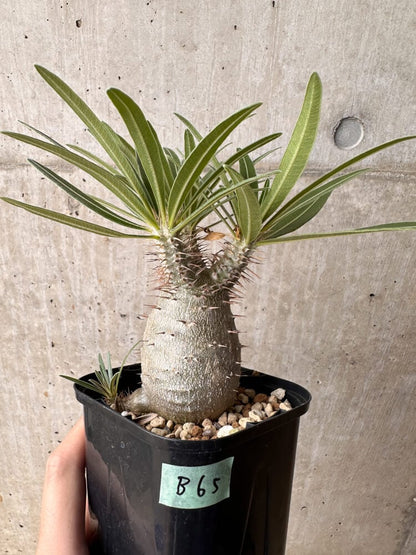 【現品限り】パキポディウム・グラキリス 大株 実生【B65】 Pachypodium gracilius