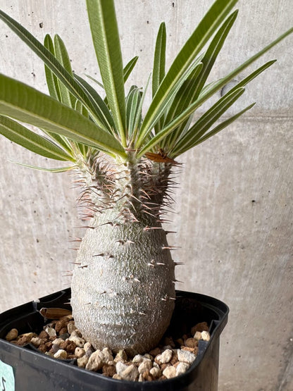 【現品限り】パキポディウム・グラキリス 大株 実生【B65】 Pachypodium gracilius