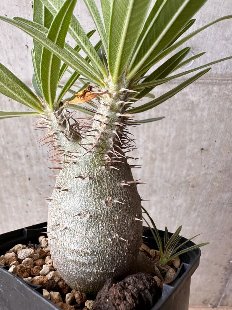 【現品限り】パキポディウム・グラキリス 大株 実生【B65】 Pachypodium gracilius