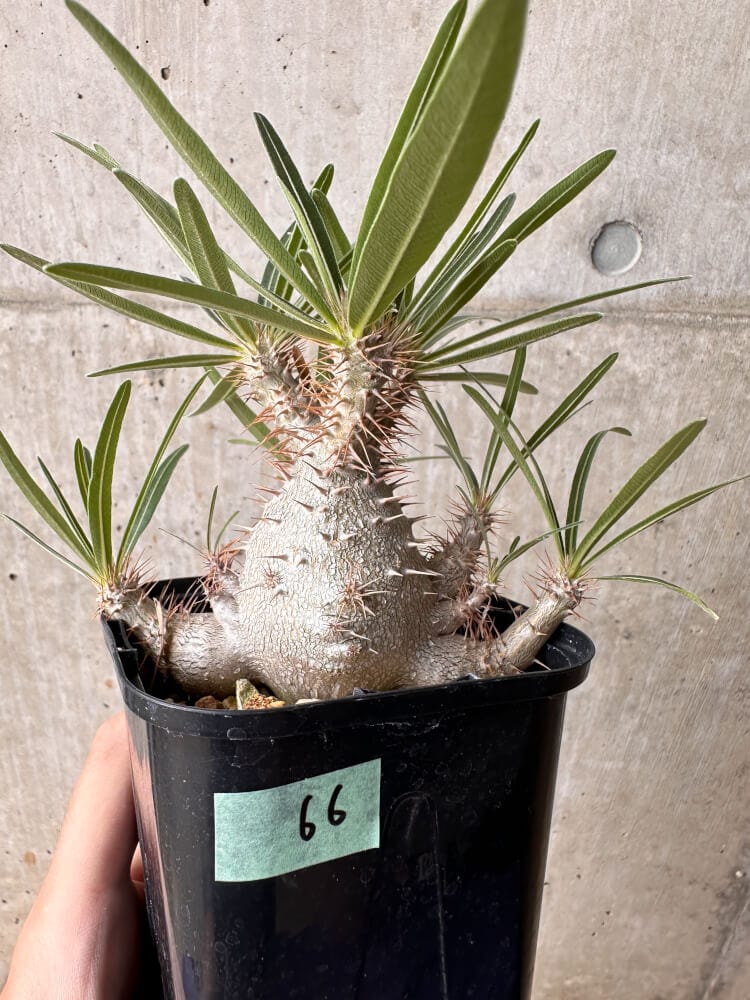 【現品限り】パキポディウム・グラキリス 大株 実生【B66】 Pachypodium gracilius