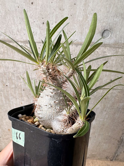 【現品限り】パキポディウム・グラキリス 大株 実生【B66】 Pachypodium gracilius