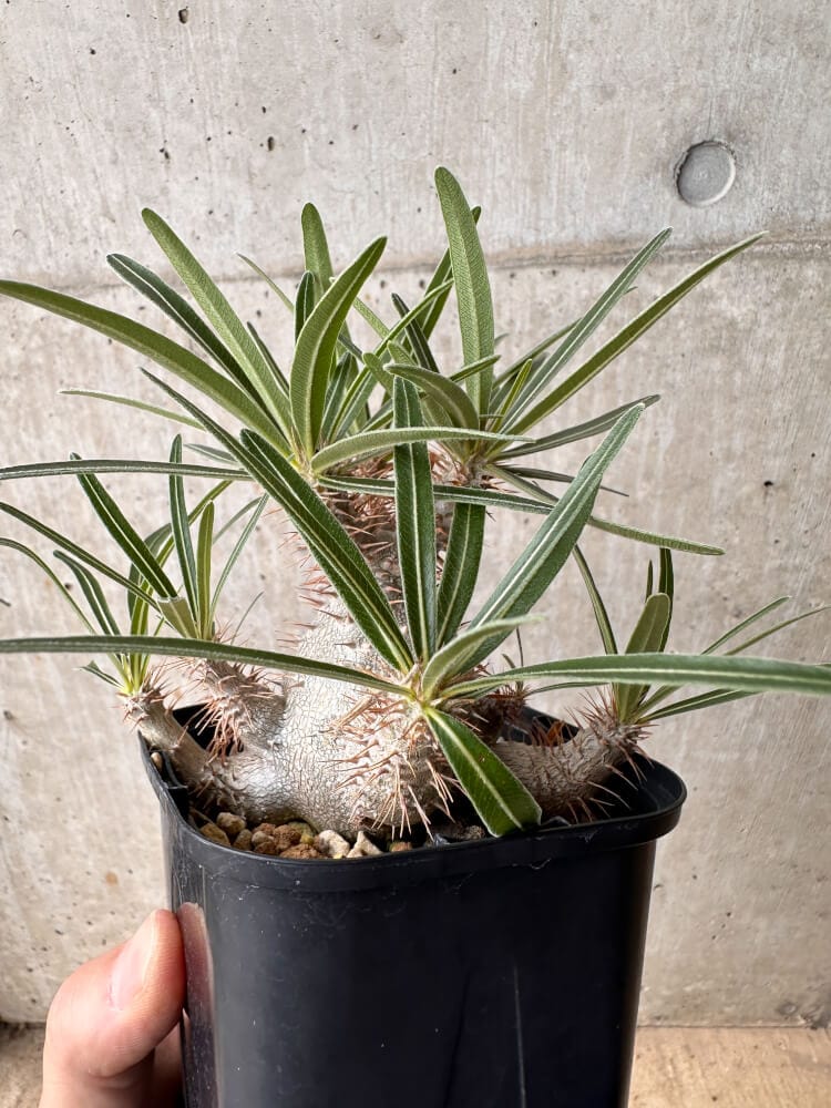 【現品限り】パキポディウム・グラキリス 大株 実生【B66】 Pachypodium gracilius