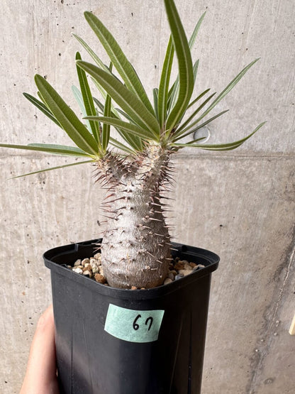 【現品限り】パキポディウム・グラキリス 大株 実生【B67】 Pachypodium gracilius