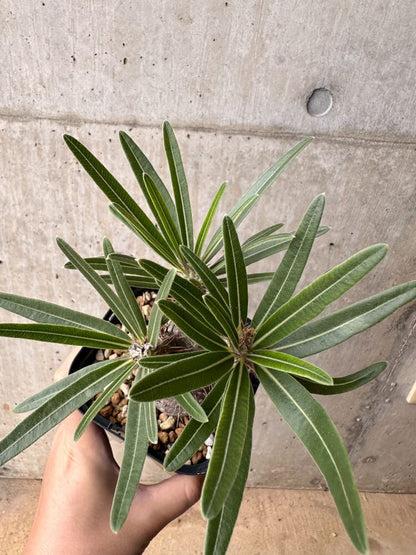 【現品限り】パキポディウム・グラキリス 大株 実生【B67】 Pachypodium gracilius
