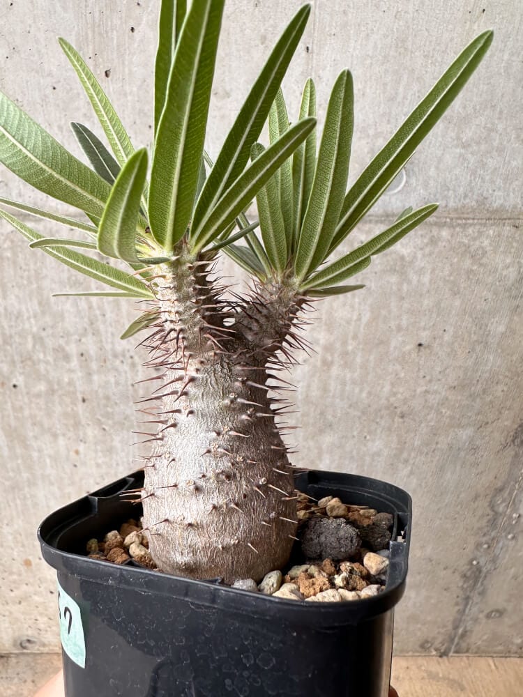 【現品限り】パキポディウム・グラキリス 大株 実生【B67】 Pachypodium gracilius